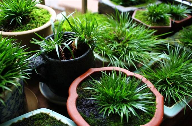 菖蒲是什么植物_菖蒲的生长环境