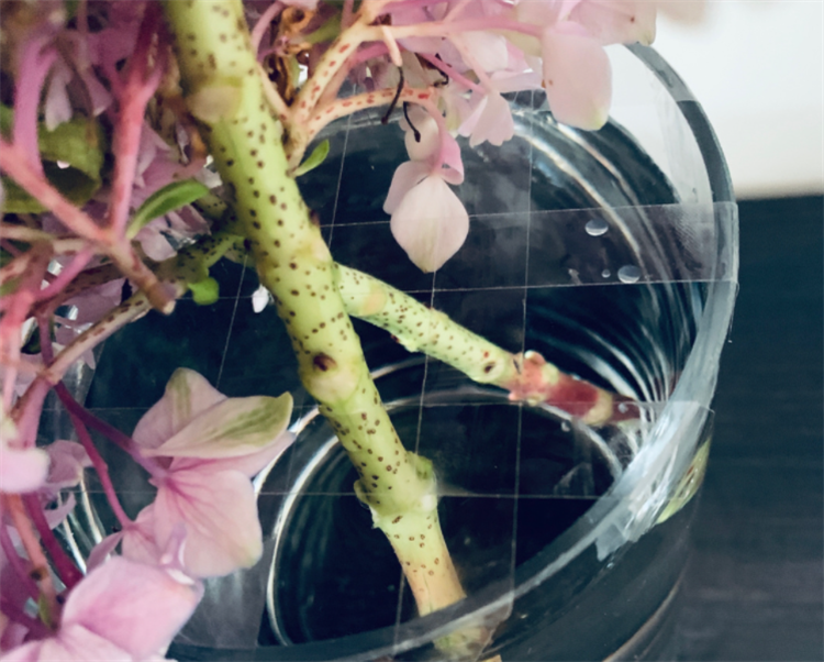 水养绣球花蔫了怎么救活_绣球怎么水养