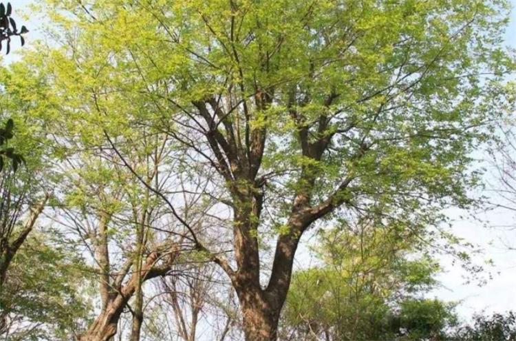 朴树是什么树_朴树的价值及生长特性