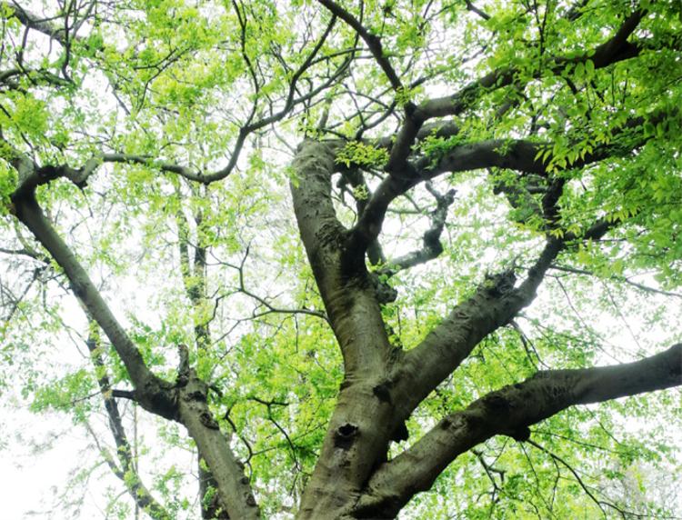 朴树是什么树_朴树的价值及生长特性