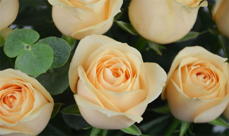 香槟色玫瑰花代表什么_香槟玫瑰花寓意及花语