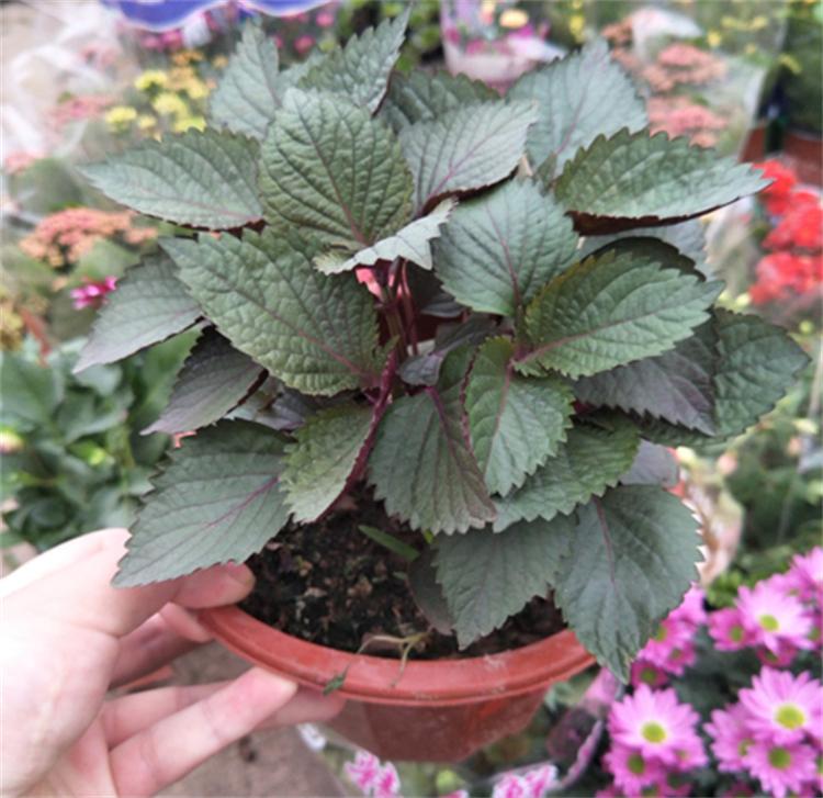 紫苏怎么种植_紫苏种植的时间方法