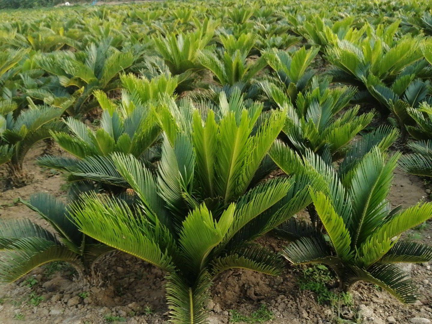 苏铁属于什么植物_苏铁的特征和生长特性