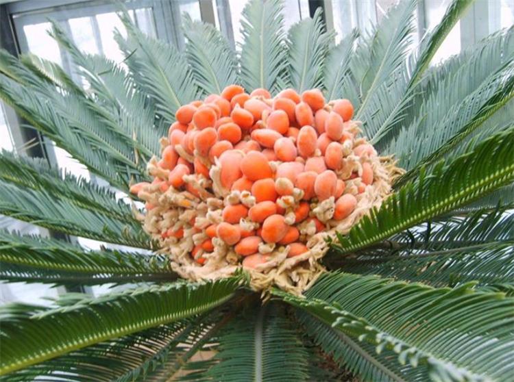 苏铁属于什么植物_苏铁的特征和生长特性