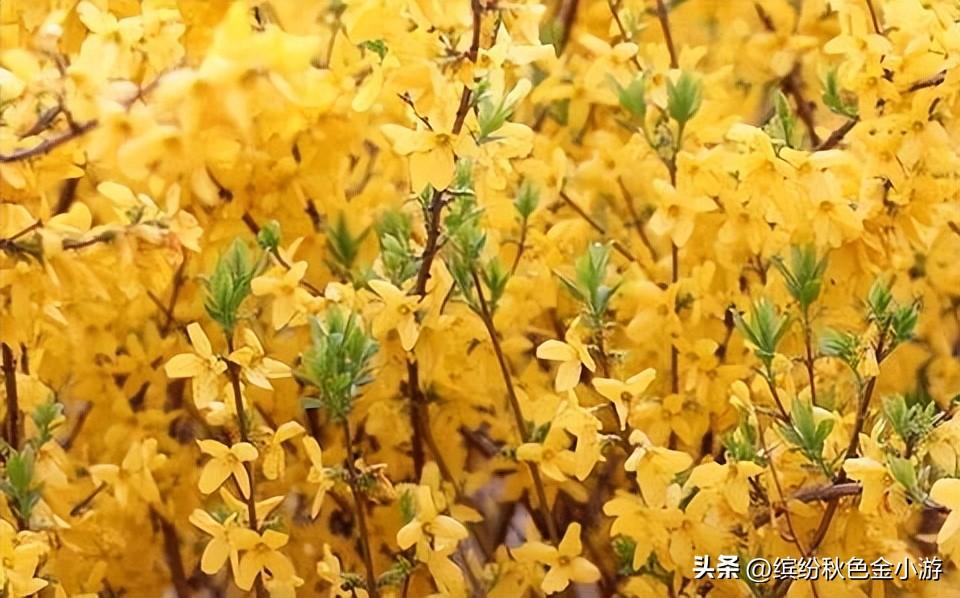 长治特产有哪些_长治十大特产