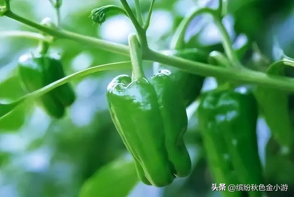 长治特产有哪些_长治十大特产