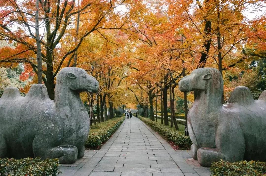 南京有哪些景点_南京十大网红景点