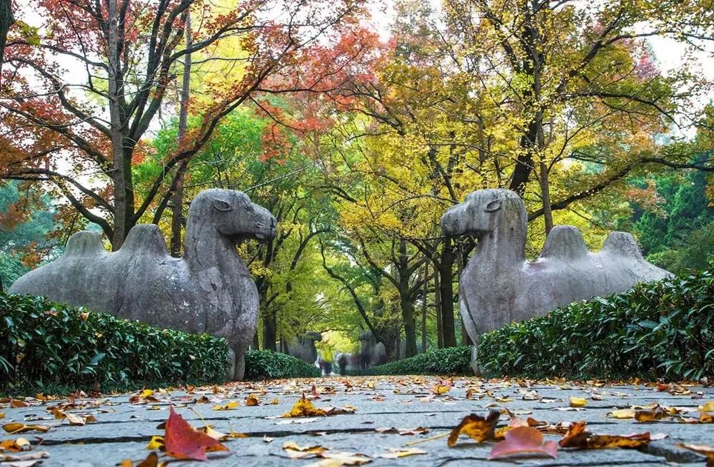 南京有哪些景点_南京十大网红景点