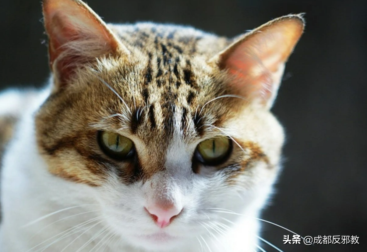 猫有哪几种品种_猫的种类大全