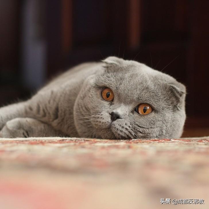 猫有哪几种品种_猫的种类大全