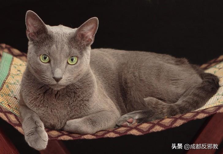 猫有哪几种品种_猫的种类大全