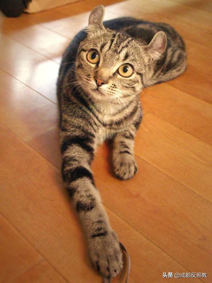 猫有哪几种品种_猫的种类大全