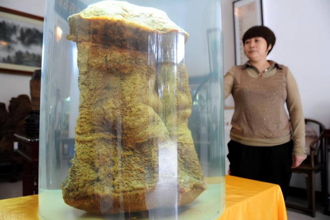 太岁究竟是什么东西_真正的太岁是什么样的