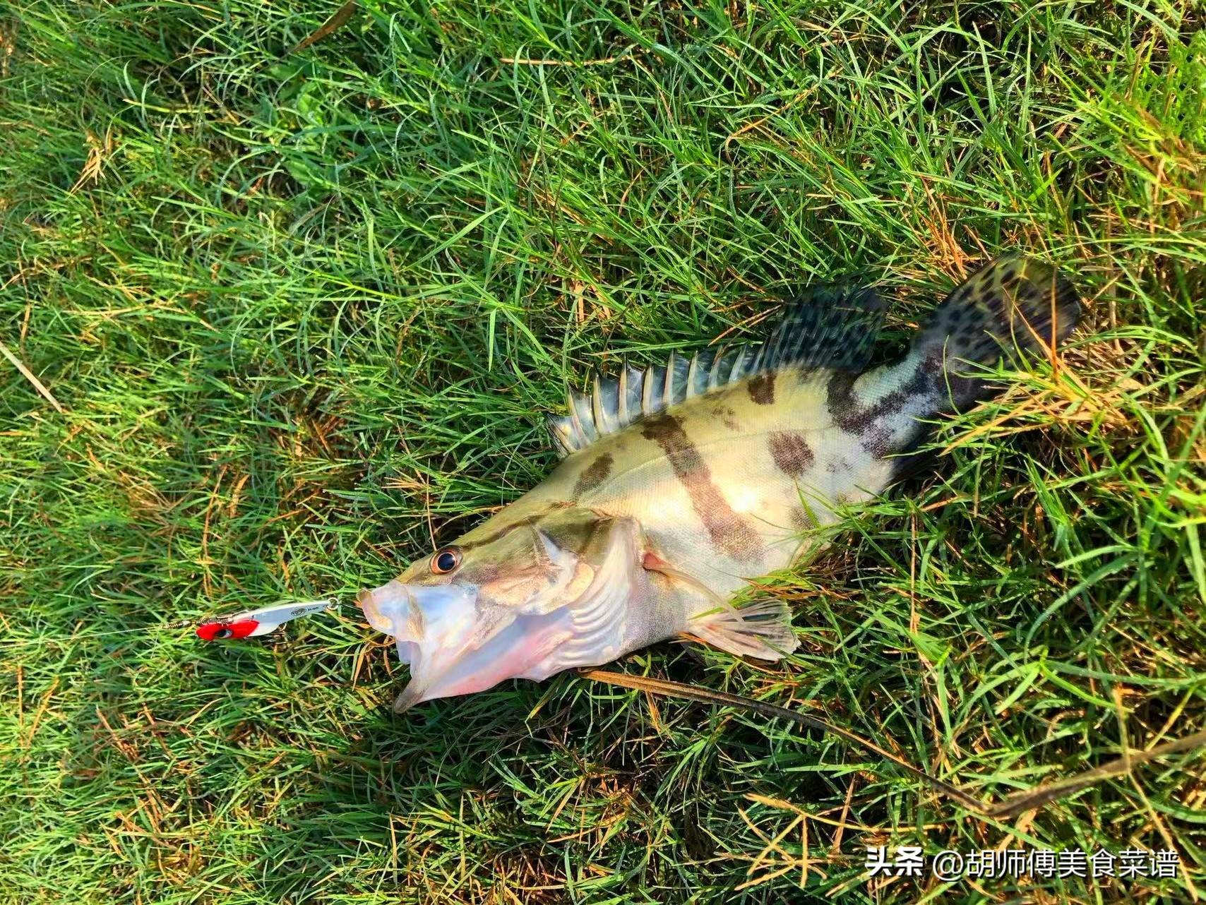 淡水鱼都有什么鱼_淡水鱼的种类