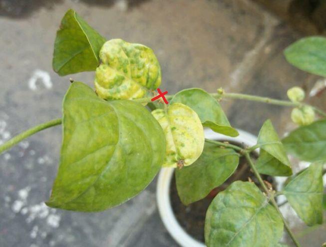 茉莉花一年开几次_茉莉花怎么养