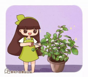 茉莉花一年开几次_茉莉花怎么养