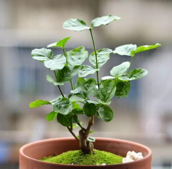茉莉花一年开几次_茉莉花怎么养