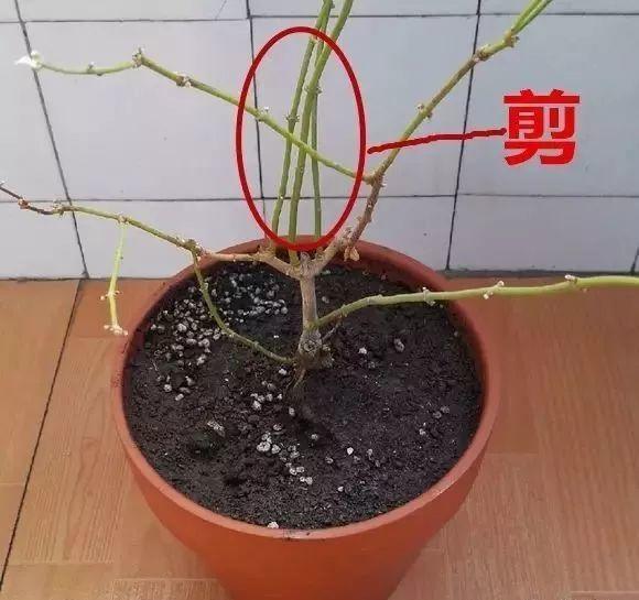 茉莉花一年开几次_茉莉花怎么养