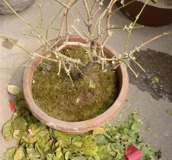 茉莉花一年开几次_茉莉花怎么养