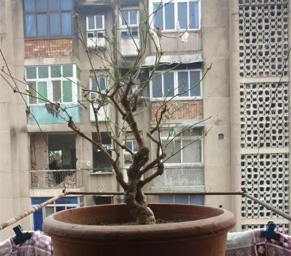 茉莉花一年开几次_茉莉花怎么养