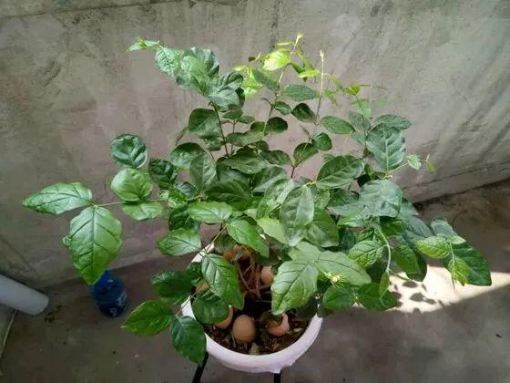 茉莉花一年开几次_茉莉花怎么养