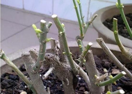 茉莉花一年开几次_茉莉花怎么养