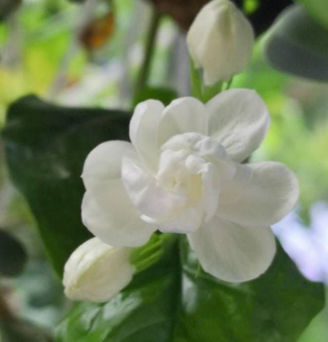 茉莉黄叶怎么处理_茉莉黄叶处理方法
