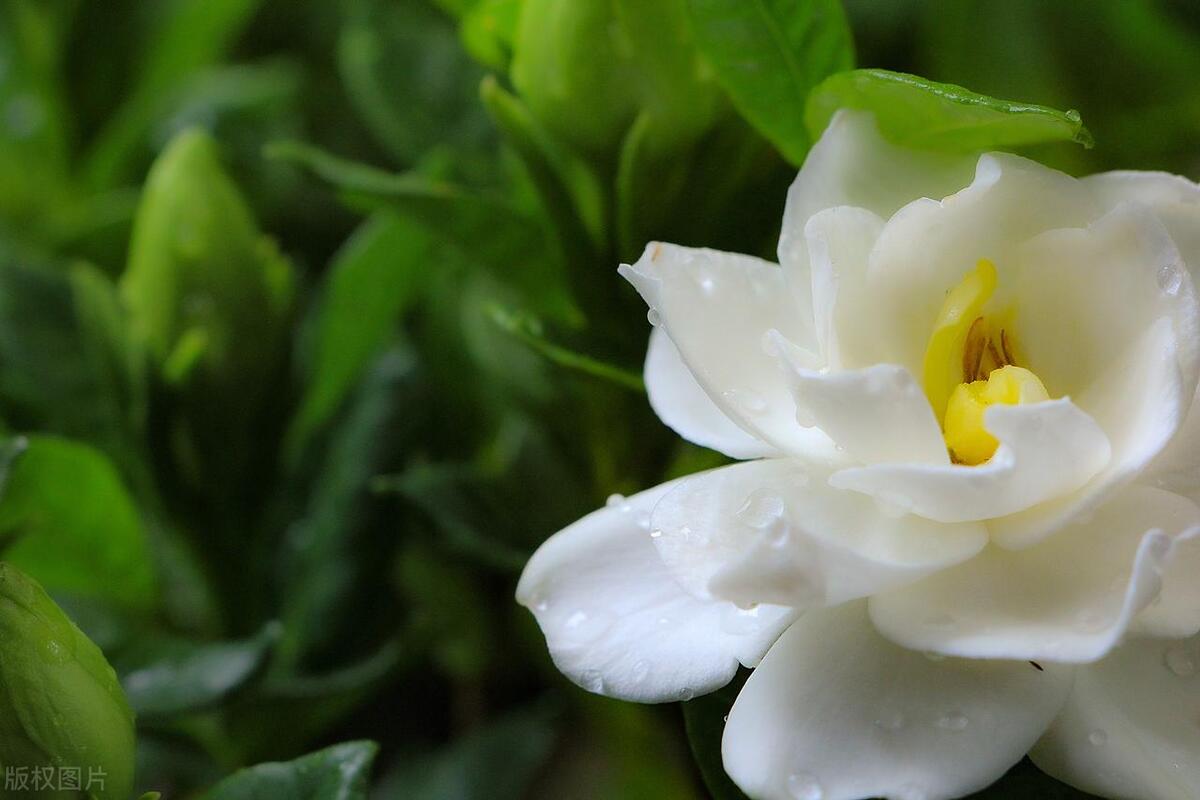 栀子花黄叶怎么办_栀子花黄叶什么原因