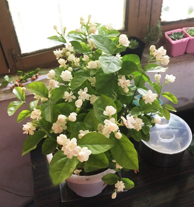 茉莉夏天要修剪吗_茉莉为什么要修剪