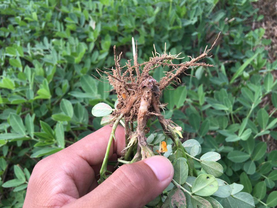 花生产量低怎么办_问题出在哪