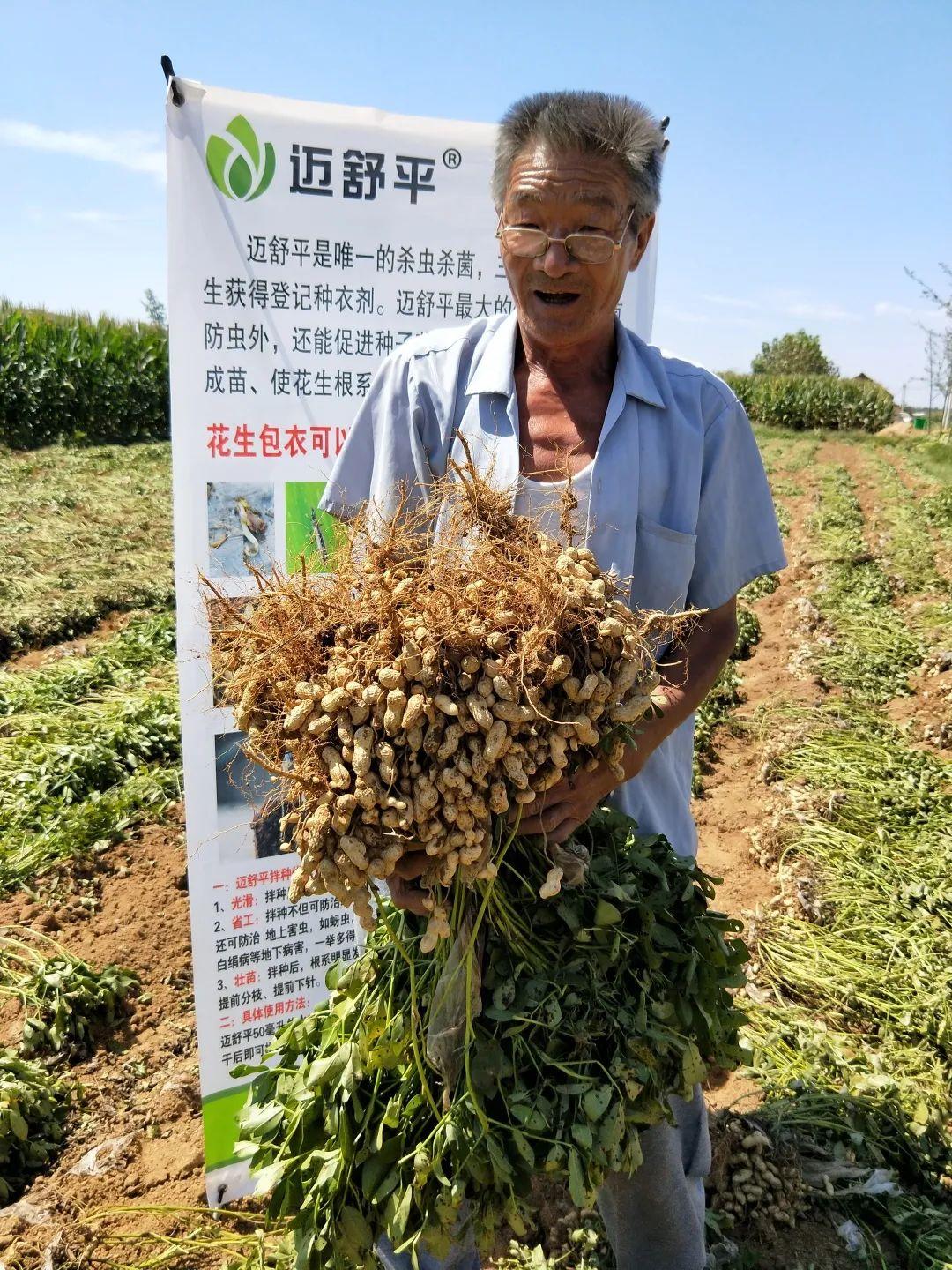 花生产量低怎么办_问题出在哪