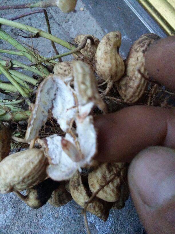 花生产量低怎么办_问题出在哪