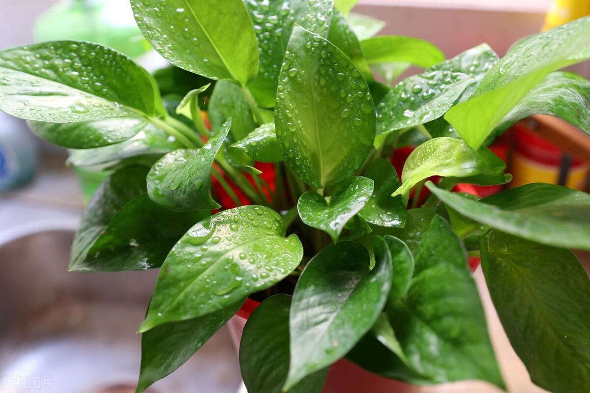 卧房里养什么植物好_适合卧房里养的植物推荐