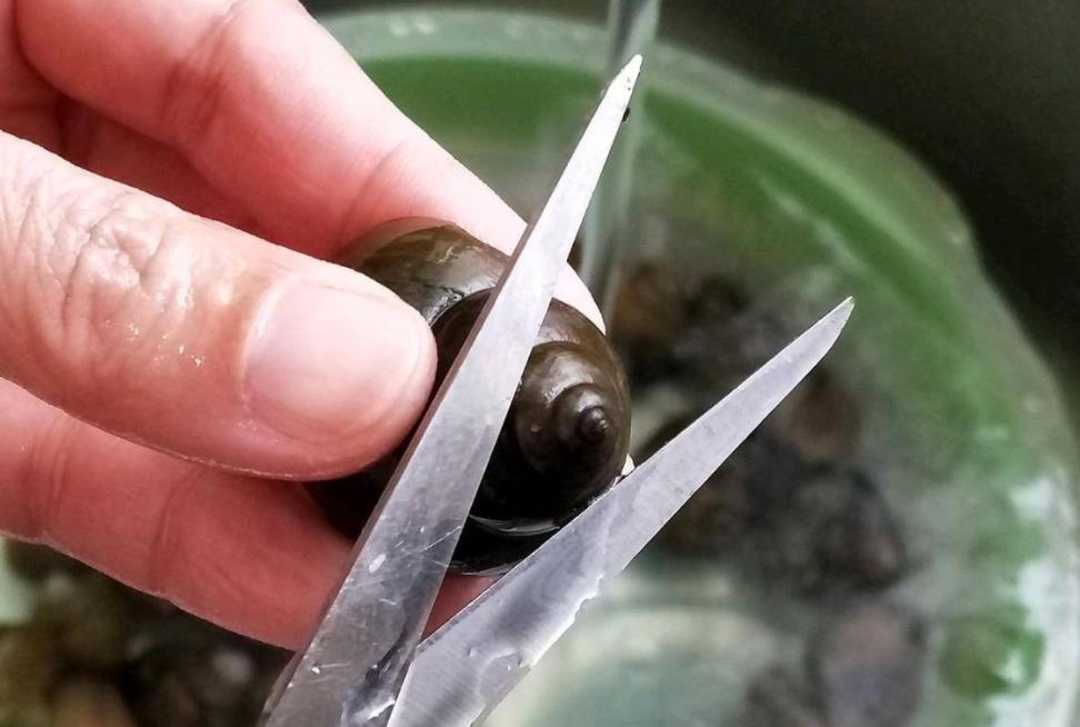 田螺到底要不要焯水