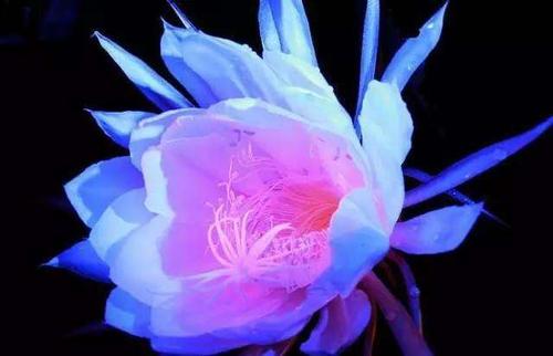 昙花一现是什么意思,昙花一现的爱情故事