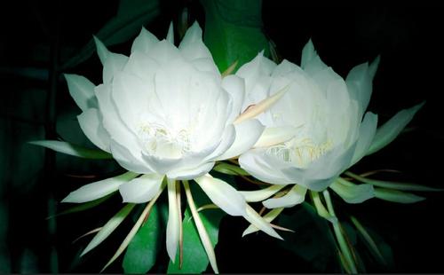 昙花一现是什么意思,昙花一现的爱情故事