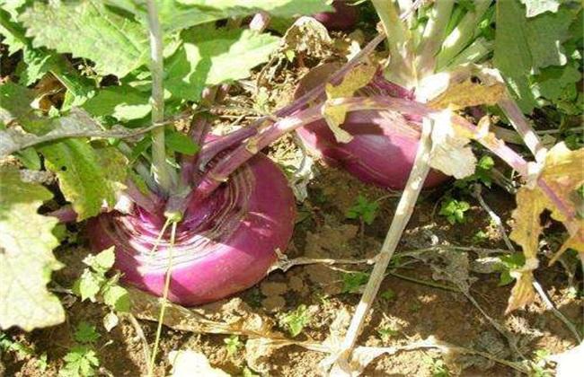 蔓菁怎么种，蔓菁种植时间和方法