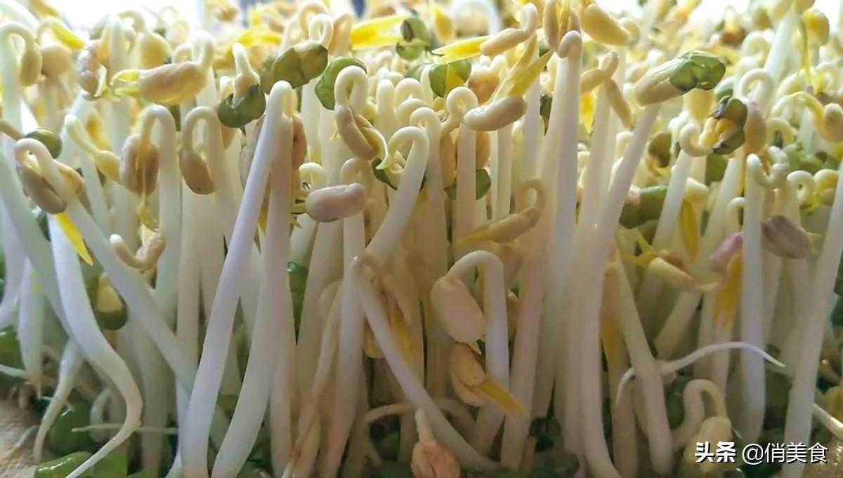 自制绿豆芽怎么做,自制绿豆芽最简单的方法