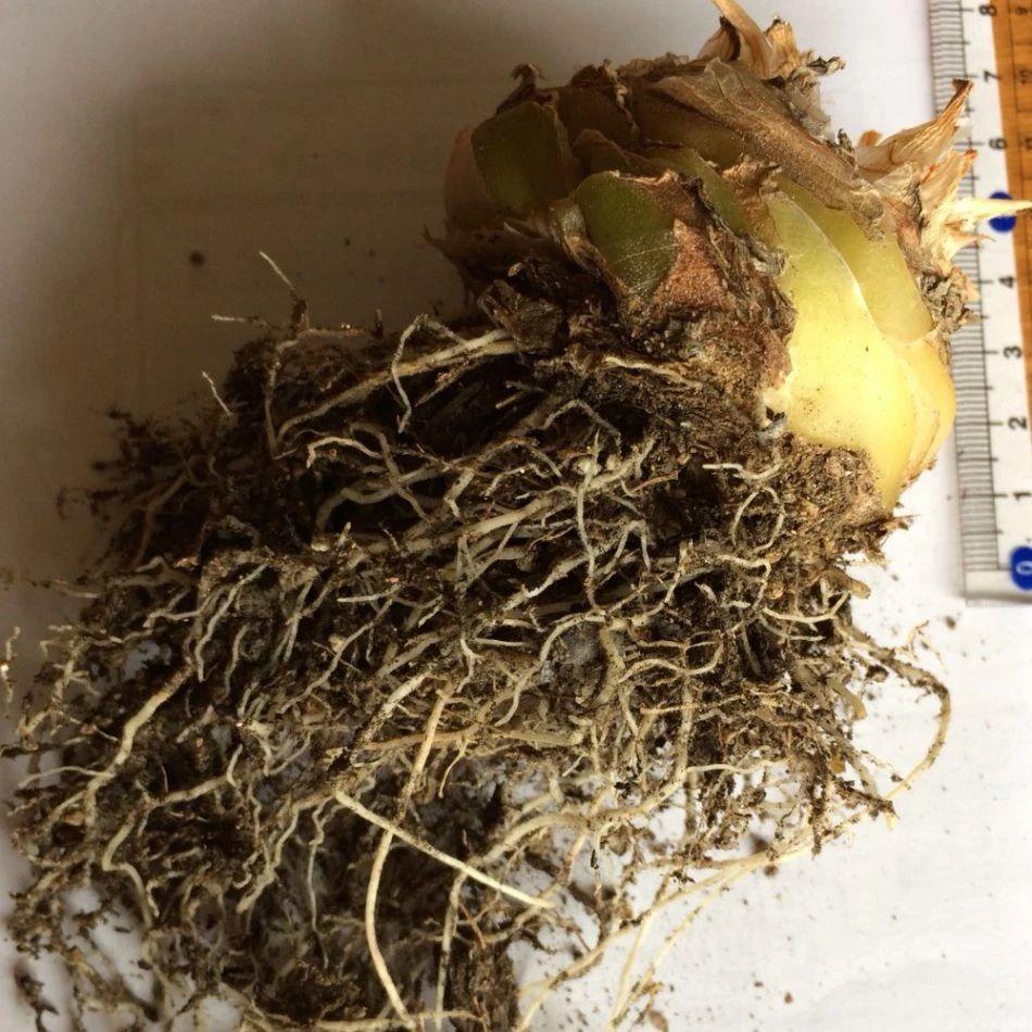 弹簧草怎么养，弹簧草的养殖方法和注意事项