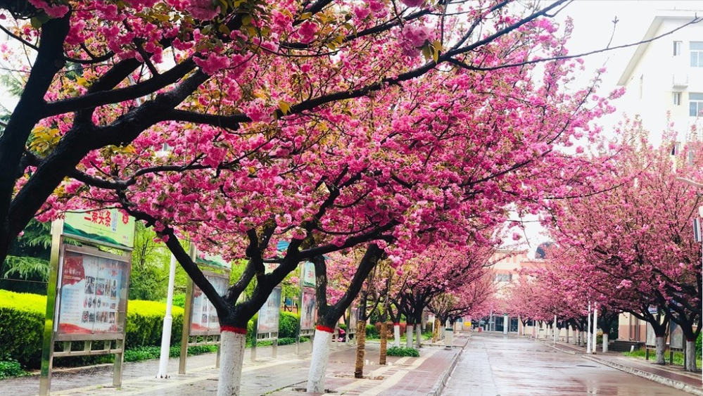 陕西中医药大学怎么样，陕西中医药大学概况