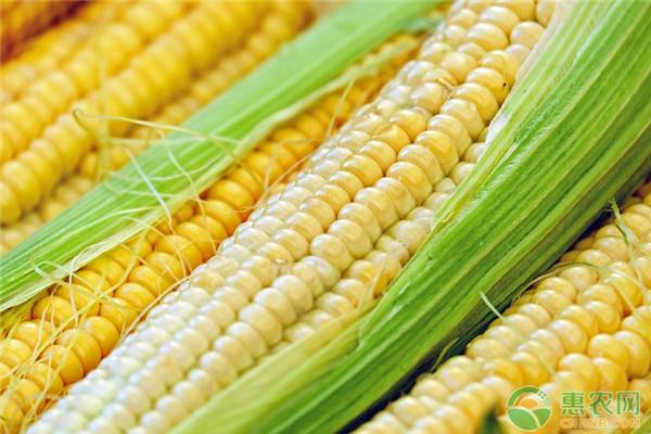 玉米种子怎么种，玉米高产种植要点