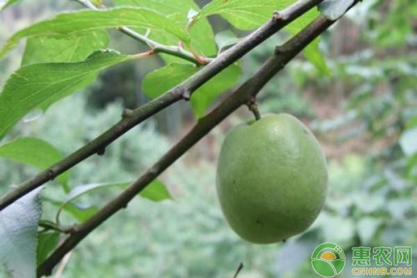 李子怎么种植，李子栽培管理技术要点