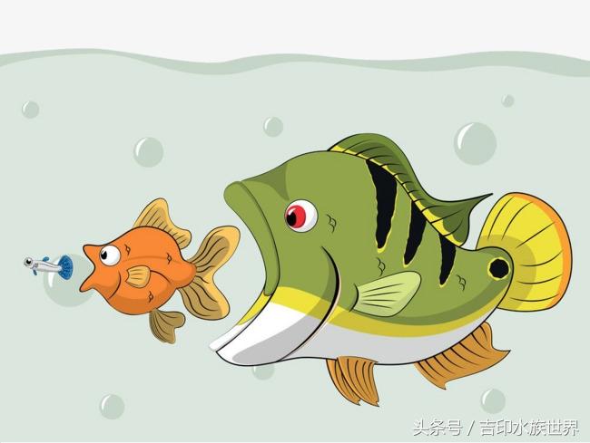 鱼苗如何养活，鱼苗怎么呵护