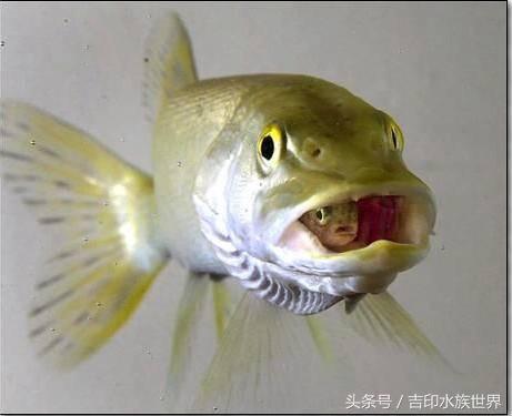 鱼苗如何养活，鱼苗怎么呵护