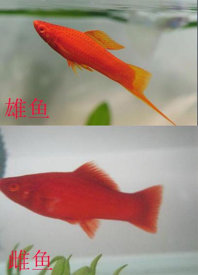 热带鱼怎么分男女，热带鱼性别区分方法