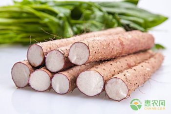 山药怎么清洗不手痒，分享六个清洗山药的技巧