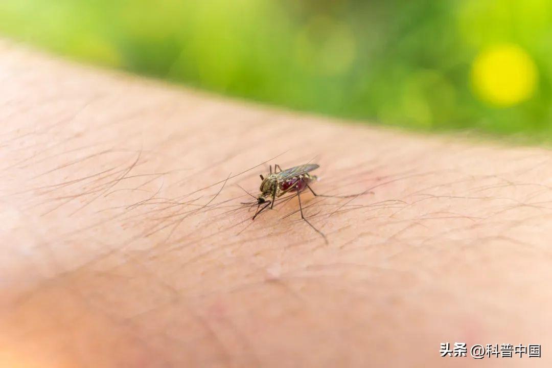 蚊子更喜欢什么样的人，蚊子更喜欢咬什么样的人