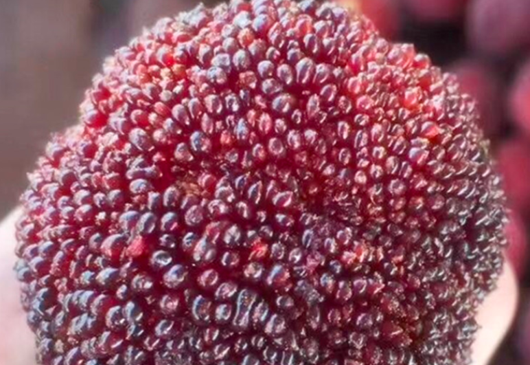 降暑吃什么水果，夏天最解暑的水果