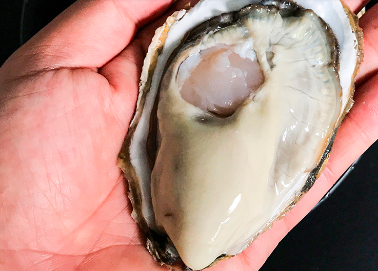 生蚝肉中的黑色物体是什么，能吃吗