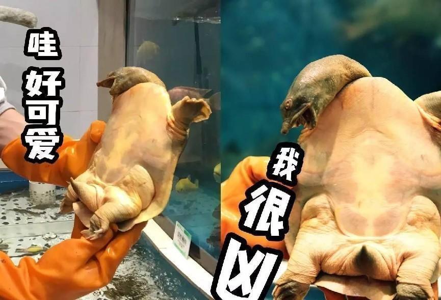 王八和乌龟是一样的么，王八和乌龟有区别吗